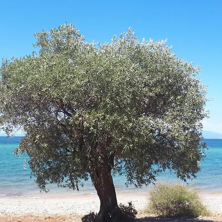 In Thasos Mit Grosser Terrasse Holiday home